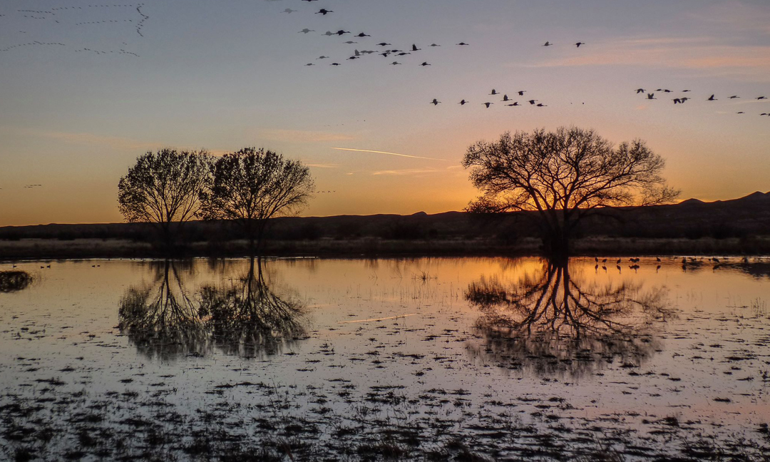 Rio Grande with trees and flying geese at sunset