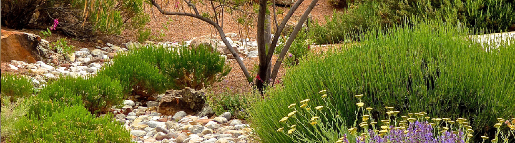 Beautiful xeriscape landscape with rock swale