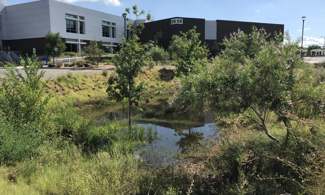 A vegetated basin at Smith Brasher Hall after a rain event